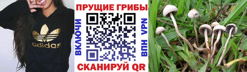 закладка Княгинино Псилоцибиновые грибы Psilocybe